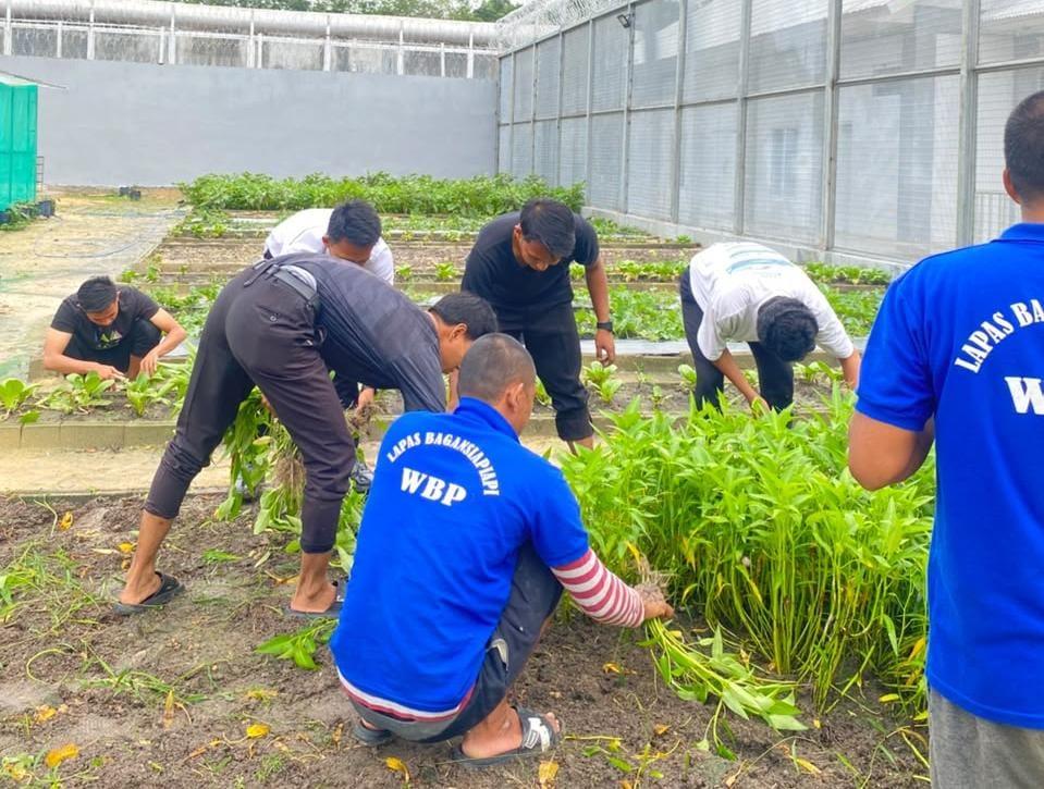 subur-dan-produktif-warga-binaan-lapas-bagansiapiapi-sukses-panen-kangkung-mandiri