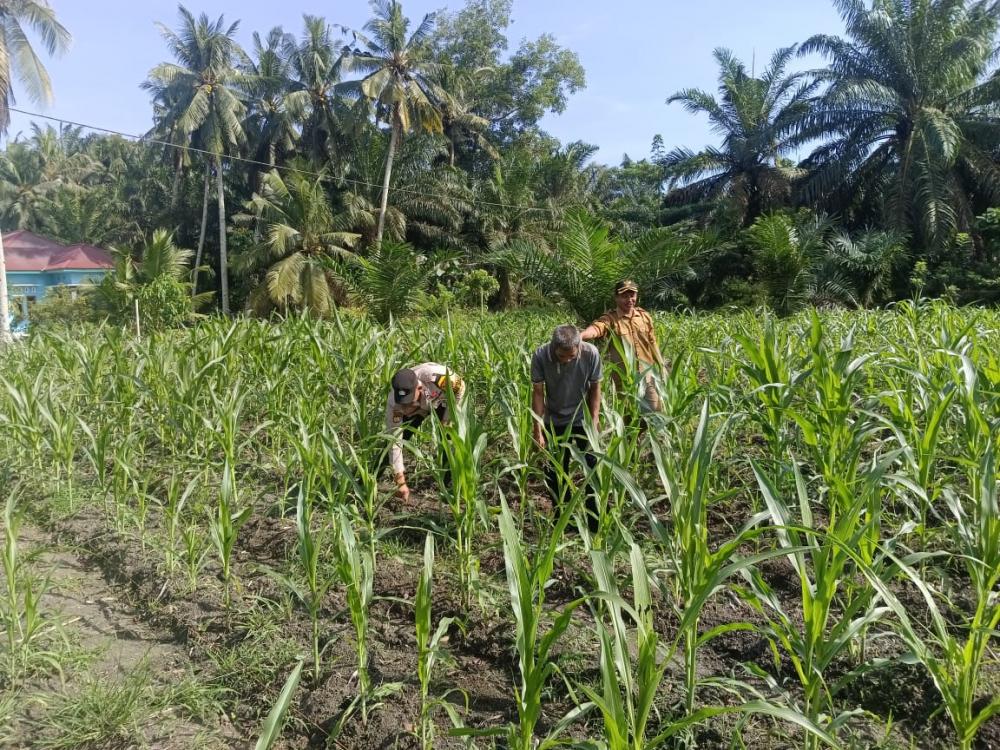 Polsek Kunto Darussalam Cek Perkembangan Tanaman Jagung Program Ketahanan Pangan di Desa Pasir Luhur