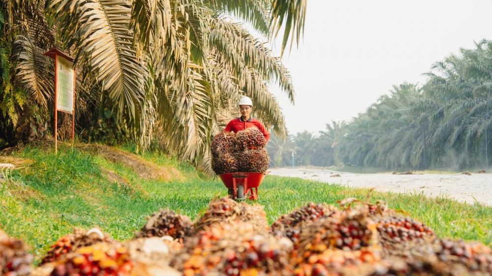 PTPN IV PalmCo: Kepercayaan Kunci Kemitraan Sawit Berkelanjutan