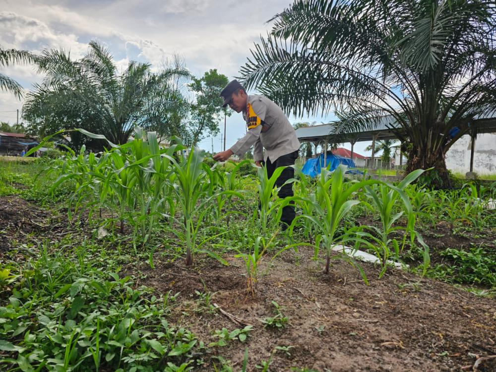polsek-bonai-darussalam-monitoring-pertumbuhan-jagung-untuk-dukung-ketahanan-pangan-di-desa-pauh