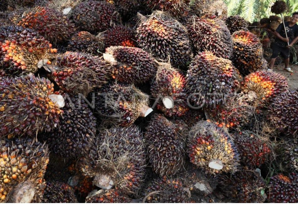 9-kelompok-tani-plasma-ancam-pt-psj-angkat-kaki-dari-gondai-jika-tak-tegas