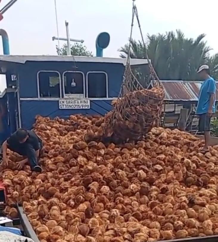 IPKR : Harga Kelapa Inhil Terjun Bebas, Petani Menjerit