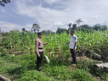 Polsek Rambah Samo Cek Langsung Tanaman Jagung di Desa Sei Salak, Dukung Ketahanan Pangan