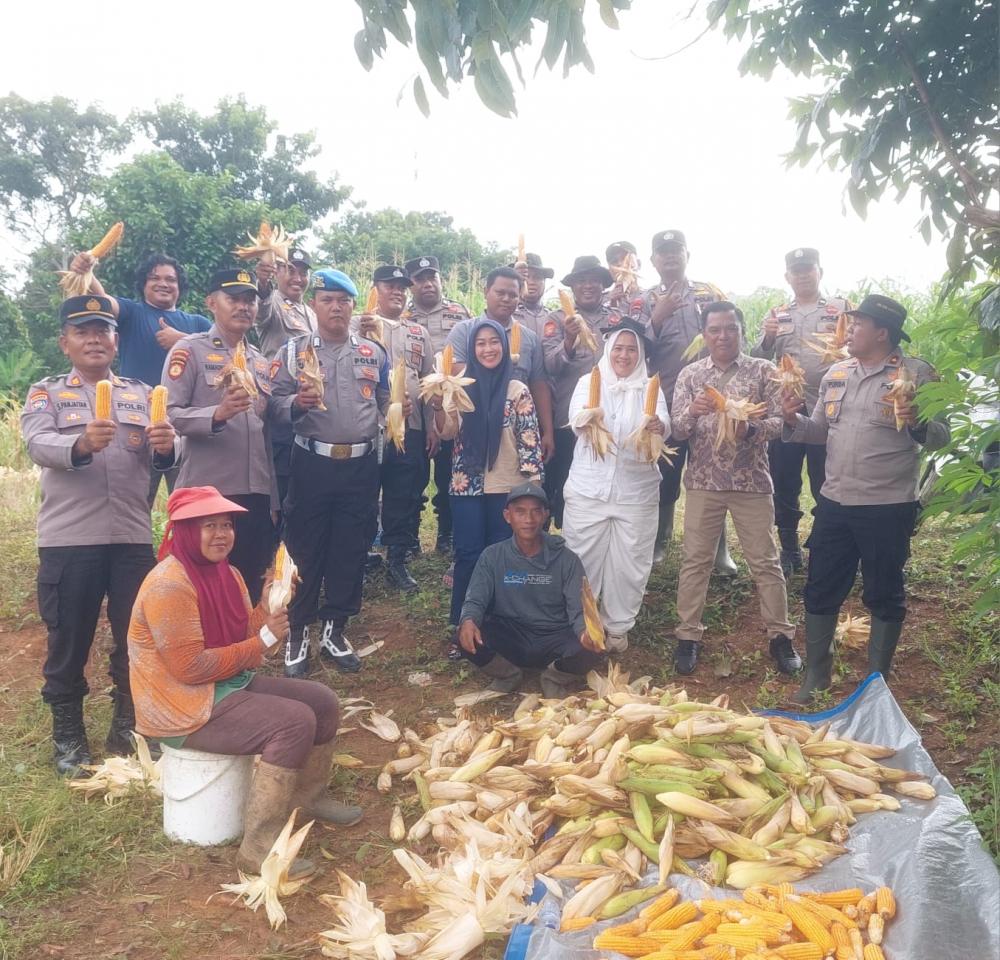Panen Jagung Program Ketahanan Pangan di Desa Ujungbatu Timur Berjalan Sukses