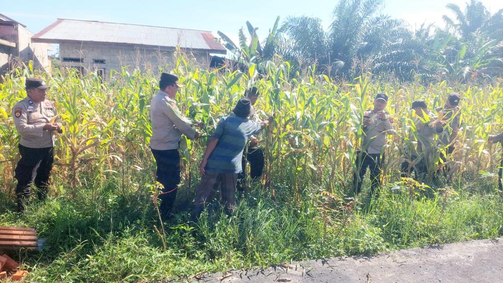 kapolsek-ujung-batu-bersama-personel-dan-petani-laksanakan-panen-jagung-di-kelurahan-ujung-batu