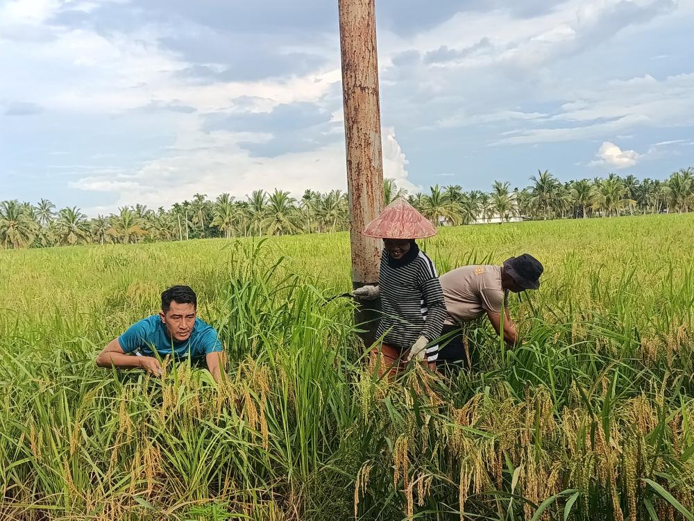 Polsek Sungai Batang Dukung Program Pertanian Lokal