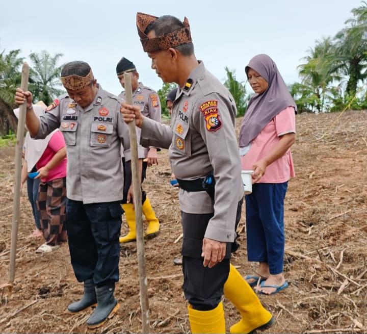 Polsek Rambah Samo Tanam Jagung Pipil Kuartal II untuk Dukung Ketahanan Pangan Nasional