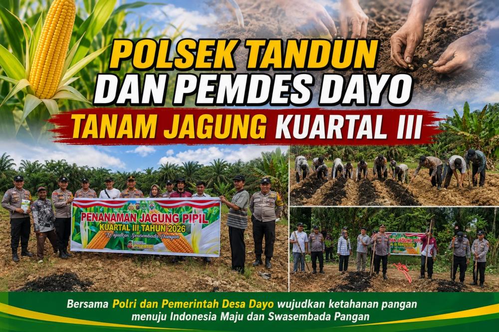 Polsek Tandun Tanam Jagung Kuartal III di Desa Dayo, Dukung Ketahanan Pangan Nasional