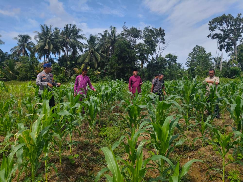 jagung-tumbuh-subur-sinergi-desa-dan-polri-di-rambah-baru-perkuat-ketahanan-pangan