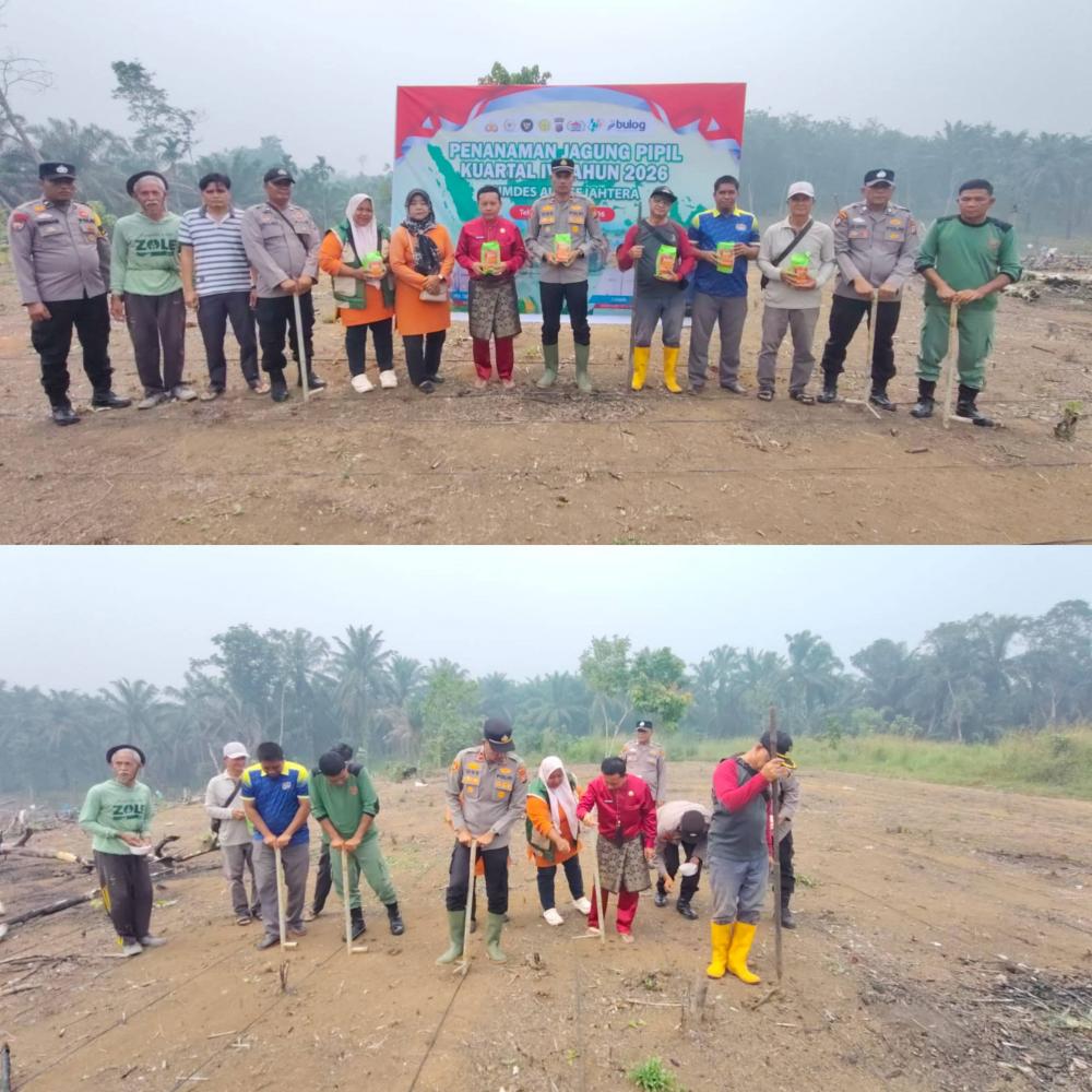 sinergi-polsek-dan-pemdes-teluk-aur-perkuat-ketahanan-pangan-1-hektare-jagung-hibrida-mulai-ditanam