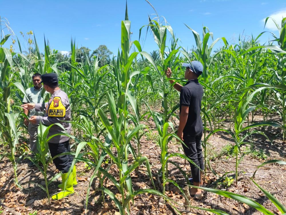 Bhabinkamtibmas Desa Teluk Aur Laksanakan Pengecekan Tanaman Jagung Pipil di Dusun Aur Kuning