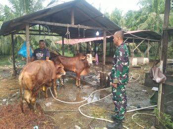 kembali-babinsa-koramil-01bangko-cek-penyakit-mulut-dan-kuku-sapi-peternak-di-bagan-punak