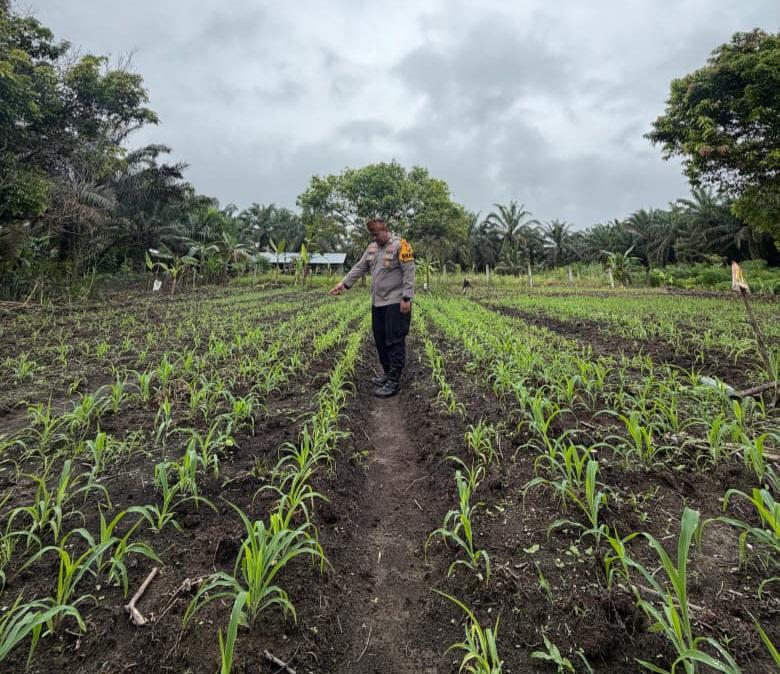 Polsek Bonai Darussalam, Pastikan Jagung Warga Tumbuh Optimal & Sukseskan Ketahanan Pangan Nasional